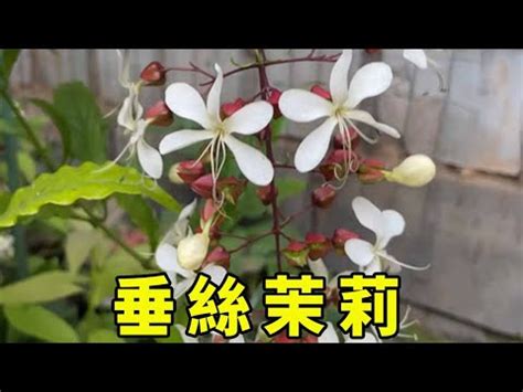 垂枝茉莉風水|【垂枝茉莉風水】垂枝茉莉風水全指南：在家種植茉莉花的風水妙。